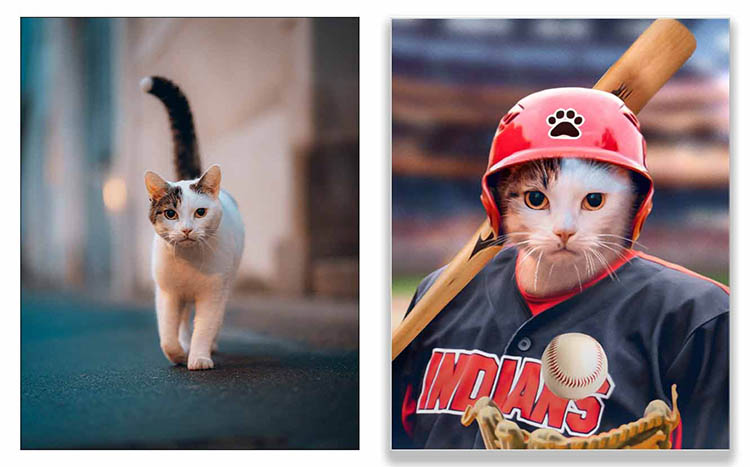 Picture of a cat playing baseball