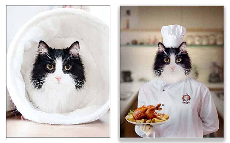 Picture of a cat in a chef's outfit